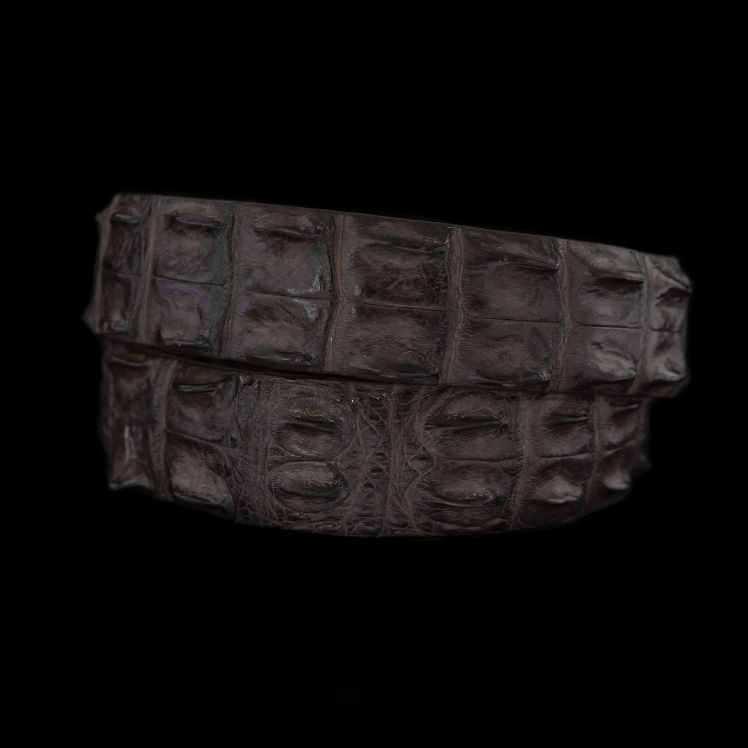 Hornback Saltwater Croc