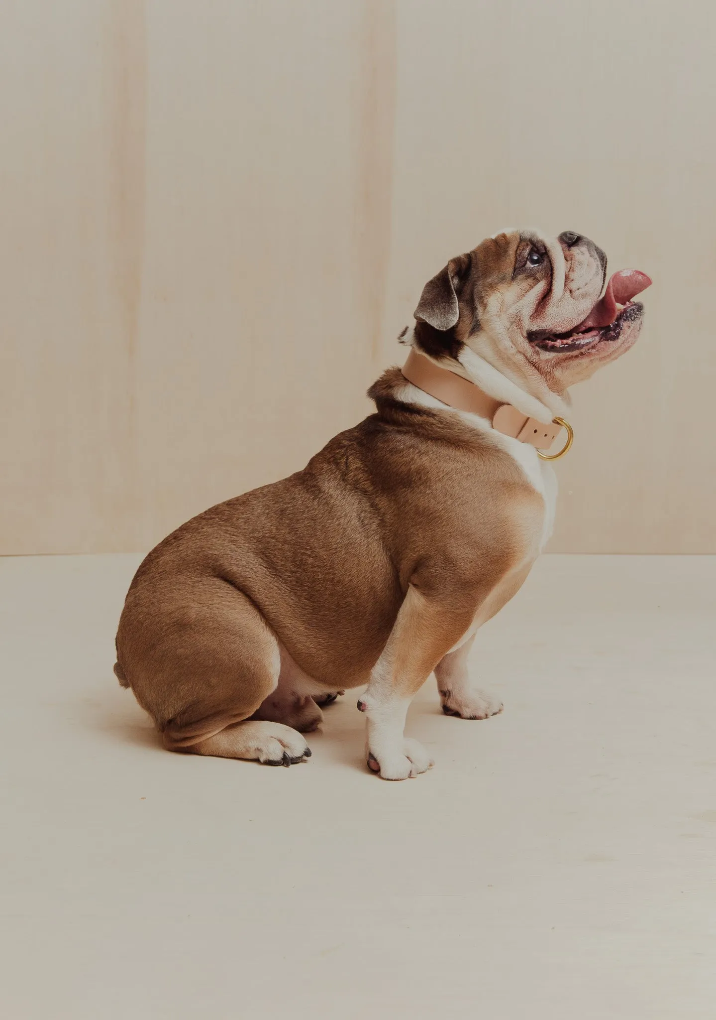 Pet Collar - Veg Tan